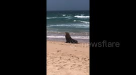 Seal steals show at Sydney beach by dancing on the sand