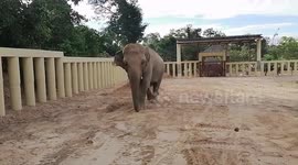 How Cher helped save the world's loneliest elephant and brought Kaavan to Cambodia