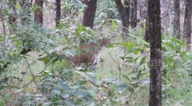 Rare black leopard spotted at national park of central India