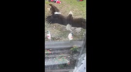 Rare sight as pair of eagles lock talons outside window as US dad watches TV with daughter