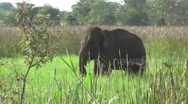Wounded elephant feeds on crops in Sri Lanka