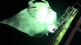 Huge manta ray does flips while feeding in the Maldives