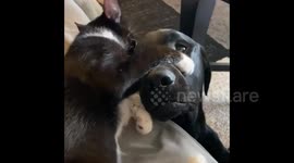 BFF cat and dog duo have inseparable fun exchange during play time