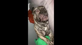 French bulldog has a gloriously loud snore