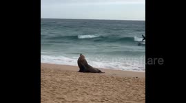 Brown Fur Seal Spotted Chilling On A Beach In NSW