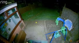 2 foxes playing in my garden at 1 am, motion recorded on my ring floodlight camera