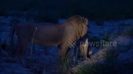 Mating Lions and EPIC Roar afterwards