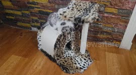 Youtuber transforms old furniture into fun playhouse for his cat