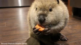 Meet Justin Beaver a domesticated animal that regularly steals her carer's belongings to make dams