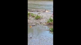 Archive footage: Crocodile with tyre stuck around its neck reappears in Indonesia