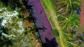 Mesmerizing - A River In Kozhikode's village turned pink with Beautiful Forked Fanwort Flowers