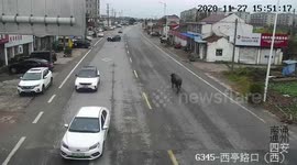 Runaway cow shot dead by police after it attacks elderly man in China