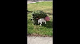 Dog welcomes owner home from six-year military deployment