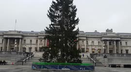 Glimpse of Trafalgar Square Christmas tree in situ before lighting-up ceremony