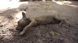 Rescued a little puppy has been starving a long time
