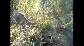 Lion vs Hyena ends in death!
