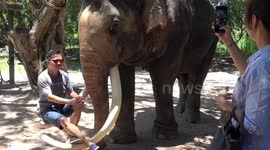 Animal rights groups slam cafe where visitors sit on chained elephant's TUSKS