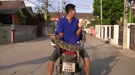 Monitor lizard caught stealing prized koi carp from garden pond