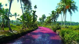 Indian river is turned pink as thousands of beautiful aquatic plants bloom
