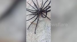 Mystery sea creature terrifies fisherman in southern Thailand