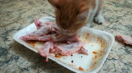Egyptian Mailo Eats Fresh Chicken Wings