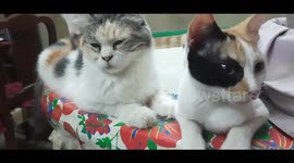 Happy Sofi Kitten With Mummy