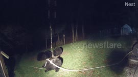 Bear family help themselves to snacks as playful cub becomes distracted by garden hose