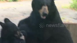Super Close Video of Shiny Black Mama Bear & Cubs