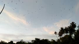 Thousands of bats flying