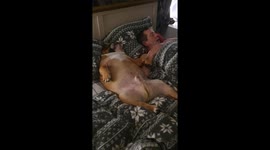 Hangover dogs and dad