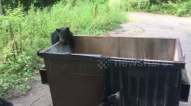 WIld Black Bear Cubs: Jungle Gym!!!