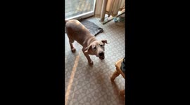 puppy jumping in slow motion