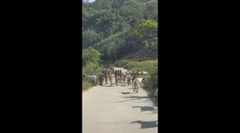 Goats casually walking on the road obstructing traffic in Vietnam