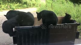 US homeowner films close-up footage of bear cubs inspecting a bin outside their window