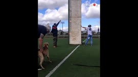 Pitbull Climbing 420 Mark In The Vertical Climb