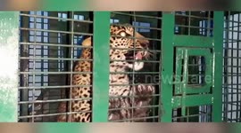 Officials rescue leopard hiding in airport's drainage spout in northern India