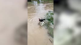 Rooster floats to safety on plastic box as floods kill five people in southern Thailand