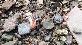 Adorable tiny fiddler crab