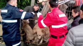 Chinese officials rescue dozens of dogs locked in cages at slaughterhouse