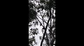 Thousands of bats live on trees in Vietnamese pagoda