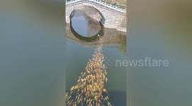 Bizarre scene as school of fish spotted following a duck in Chinese river