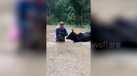 Farmer guide cows to safety during Thailand floods