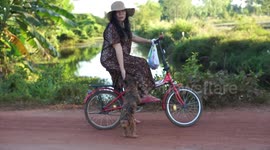 Life is full of surprises in rural Thailand, as I was filming this cute lady and dog, a motorcycle passes by with a large wheel for a tractor.