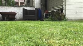 Dachshund puppies running in slow motion