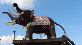 Superstitious Thai locals are rubbing elephant's giant penis for good luck