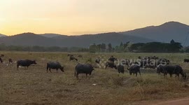 Cow gives birth to 'octopus calf' with eight legs in Thailand