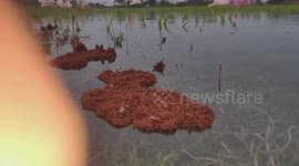 Thousands of ants cling together to form floating raft to survive India floods