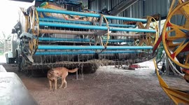 Pet dog walks slowly under combine harvester to enjoy straw tickling his back