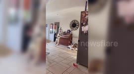 This Dalmatian was caught passionately bellowing his favourite tunes while playing the PIANO