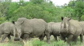 Incredible close encounter with six rhinos during safari in Kruger Park, South Africa